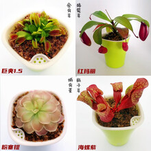 八目尚賞 捕蝇草盆栽新奇趣味捕虫草食人花卉绿植食虫草新奇趣味捕蝇草 新手套餐 带盆栽好