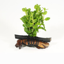 绿伴 鱼缸装饰造景套餐真水草活体沉木后景草缸植物淡水小水榕养鱼懒人 单头绿金水草