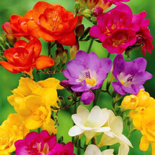 麦兰花种子重瓣香雪兰种球浓香型室内外盆栽小苍兰麦兰花种子 20球香雪兰混色装+生根粉 其他