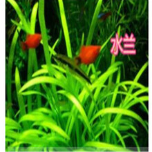 水草种子前景草超迷你矮珍珠趴地珍珠牛毛草伊乐藻种子 水兰800粒