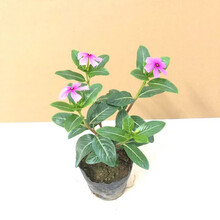 四季梅长春花苗阳台庭院观花盆栽易z5 高20公分(3-4分枝)10棵 不含盆