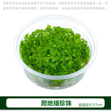 前景爬地矮珍珠趴地迷你鱼缸造景活体真水草懒人速成阴性淡水植物 无菌杯趴地矮珍珠
