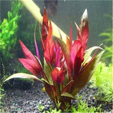 水草种子鱼缸装饰造景水草种籽套餐四季草缸活体淡水植物草泥懒人 05号血心兰6000粒+营养液1瓶