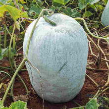 寿禾 黑皮大冬瓜种子冬瓜苗巨型特大家庭种植春夏秋季播种蔬菜种籽阳台庭院大田疏蔬莱菜子种孑菜籽秧苗菜仔 大胖粉皮冬瓜种子 10粒