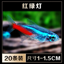 零飞水宠 热带鱼观赏鱼淡水鱼灯科鱼小鱼红绿灯 印尼巴西宝莲灯 霓虹灯 黑莲灯 绿莲灯 淡水群游草缸 入门款：红绿灯（1-1.5CM）20条