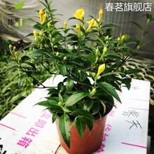 法国香水茉莉花苗冬季带花苞绿植盆栽 香水茉莉爬藤植物耐寒花卉 法国香水茉莉原土原盆整盆发货 法国香水（中苗） 不含盆