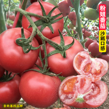 粉妞番茄种子番茄苗西红柿种子阳台盆栽四季播蔬菜籽高产 粉妞一号番茄苗6棵