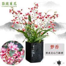文心兰奶香味兰花苗 梦香 现带浓香花苞出售 香水文心兰好养易活花卉绿植盆栽 小盆2-3苗红色不带花，原培养基发货