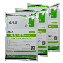 水谷欣卵孢白僵球孢白僵菌绿僵生物地下害虫 【地上球孢】200克X3