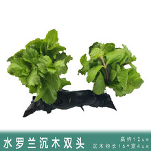 懒人水草新手鱼缸造景水草植物水榕水草水族箱造景沉木装饰活 水罗兰+沉木2头