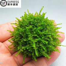 春瑞懒人水草蜈蚣草绿菊金鱼藻鱼缸活体真水草水族箱装饰造景入水成景 莫斯半球(发顺丰)