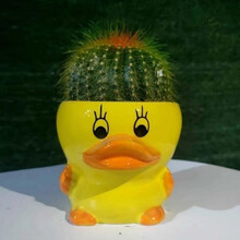 仙人球盆栽室内开花防辐射净化空气绿植办公桌面仙人掌多肉植物 小鸭子+金冠