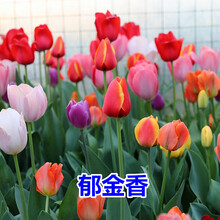 沐智花卉种子郁金香种球大球四季种易活花种子秋冬季花籽庭院耐寒球茎花卉植物郁金香种子郁香盆栽花草 郁金香种球 混色3个