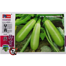 一播大地 西葫芦瓜时田寒翠 夏霸西葫芦种子 蔬菜种子菜籽 阳台庭院田园种菜 盆栽 高出芽率 西葫芦种子原装10g