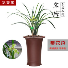 华香园绿植花卉兰花苗 春兰老八种之一【宋梅】浓香型 养兰入门必选品种室内盆栽景耐阴绿植物不带花苞 宋梅 1棵6苗 带花苞 裸根发货