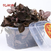 忆闽南福建金线莲鲜品250克林下种植整株新鲜采摘金线莲苗