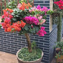 三角梅树苗盆栽室内阳台爬藤植物重瓣大苗庭院花卉盆景 精品多色 3年苗