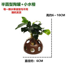 懒人水草大三角松茸垂泪凤尾苔鱼缸造景沉木水榕沉木水草沉木莫斯莫丝树陶罐黄金榕活体真水草 半圆形陶罐+小水榕