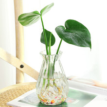 水培植物小盆栽绿植室内花卉水养四季水生绿萝九里香养花 龟背竹/B款钻石玻璃盆 不含盆
