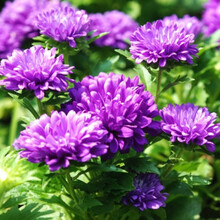 大花翠菊种子 野菊花种子四季种易活开花不断适合春季种的花种子 白色翠菊1000粒