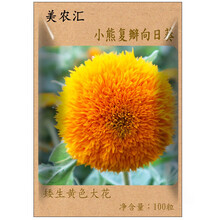 花种子四季播易种易成活格桑花卉种籽阳台盆栽矮杆多年生混色室内花卉种孑重瓣向日葵种子 小熊向日葵100粒
