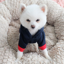 InnoPet狗狗衣服秋装猫咪泰迪秋冬装带帽帽衫比熊博美小型犬幼犬法斗小狗宠物秋冬 (秋冬)带帽藏青超超狗 2号S(建议3-5斤背长25胸围37)