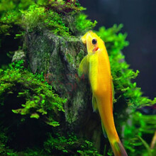 金鲁鱼锦鲤清道夫鱼活体淡水热带鱼冷水鱼草缸鱼缸清洁工专吃鱼屎藻类垃圾残余饲料水温12度以上 金苔鼠（5-7)2条