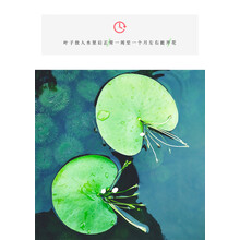 一叶莲水培植物带花苞碗莲水生睡莲金银莲四季荷花 小号3片（7-9cm）送2片共5片 不含盆