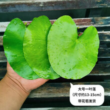 一叶莲水培植物带花苞一片莲碗莲睡室内水养水莲四季浮萍鱼缸水池 大号3片【约13-15cm】