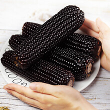 忻州黑糯玉米 黑玉米 糯玉米棒 山西特产 甜糯玉米 玉米棒 玉米粒 甜玉米 黑玉米180g*8穗