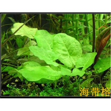 水草种子鱼缸装饰造景水草种籽套餐四季草缸活体淡水植物草泥懒人 10号海带榕6000粒+营养液1瓶