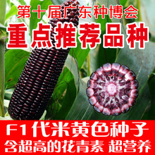黑甜糯玉米种子超甜糯玉米种子高产种子四季 珍黑糯六号 1250g