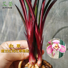 高档名贵兰花苗盆栽 建兰红草红荷红花叶 夏带花苞有香味的花卉草 建兰红草2苗壮苗