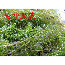 鱼塘水草种子伊乐藻轮叶黑藻养鱼虾草籽种子四季净化水质的水草 轮叶黑藻种子1斤