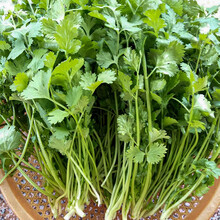 寿禾 耐热蔬菜种子综合大全家庭种早熟东北夏季大白菜青梗菜香菜秋季播种疏菜种籽阳台庭院大田蔬莱种孑菜籽 寿禾傲夏耐热香菜50克原装【43℃正常生长】