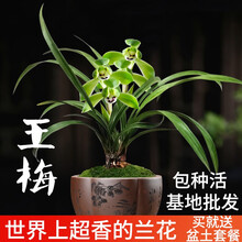 刘阁兰花苗 超香的兰花建兰七彩玲珑 现带花苞出售有香味的兰花卉阳台盆栽绿植 王梅2苗:加盆土肥,说明书