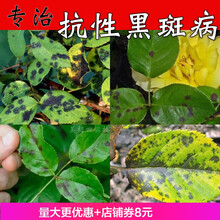月季花黑斑病专用药兰花多肉花药多菌菌灵农药剂多菌灵白粉病 60g