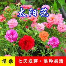 简雪太阳花种子重瓣混色盆栽花卉松叶牡丹种子四季种植易活半枝莲花籽室内外阳台庭院花卉种子 太阳花种子50克