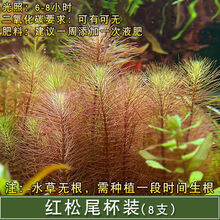 [京选推荐]鱼缸造景懒人水草活体淡水植物水族箱中后景有茎水草绿菊套餐 红松尾3杯