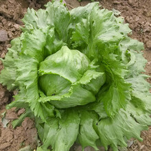 寿禾 生菜种子四季播紫色易种冬季蔬菜莱种圆奶油紫叶家庭种植速生寿光菜籽叶菜种籽 （绿翡翠）生菜球种子10g