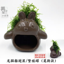 虾洞莫斯虾窝水族孵化罐小鱼躲避洞水晶虾躲避屋散莫斯造景水草泥 龙猫(莫斯款)