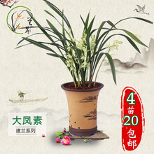 兰界 兰花 香妃 矮种墨兰兰花盆栽室内花卉绿植好养 4苗大凤素（关注送肥+种植手册）