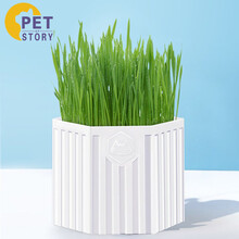 petofstory 猫草种子猫零食薄荷清毛球 猫咪天然小麦猫草大盆碗土种植套装