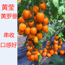 黄罗曼番茄种子 荷兰进口串收番茄种籽 抗病好 产量高 黄莹黄罗曼 黄罗曼100粒分装