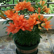 一代球带芽孢百合花盆栽 3个香水百合花种球重瓣百合四季种植花卉盆栽重瓣百合花室内盆栽花卉 橙色百合种球3个+肥料 一代球