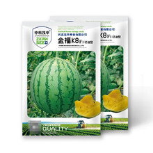 中科茂华瓜果种子金福K8超小凤礼品西瓜种子甜12.6度金黄果肉甜50粒