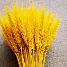 黄金麦穗干花花束开业大卖丰收稻穗家居田园装饰礼品拍摄道具麦穗 黄色100支 干花包
