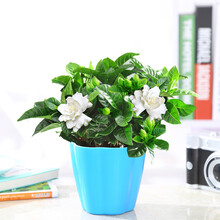 蝴蝶之舞 栀子花盆栽花卉植物室内带花苞阳台花卉绿植浓香型树苗四季好养 蓝色南瓜盆【90#栀子花】 含盆
