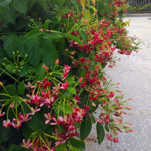磐阙 上新重瓣使君子花苗变色五彩爬藤植物芳香植物庭院盆栽花卉水君子花苗新品 带叶高50cm