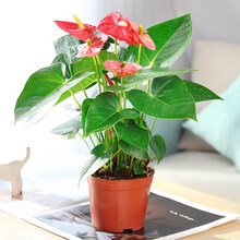 蝴蝶之舞 红掌白掌盆栽植物室内花卉好养土培一帆风顺大盆水养四季常青绿植 红掌3-4朵花 含盆